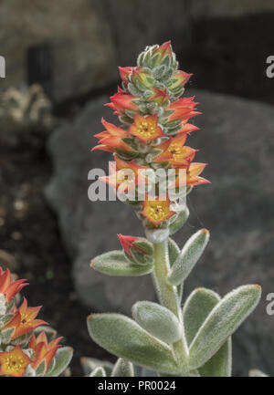 Chenille Plant, Echeveria leucotricha, in flower; succulent from Mexico. Stock Photo