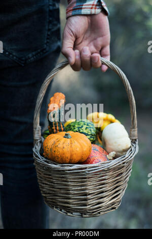 closeup of a young caucasian man, seen from behind, carrying a worn wicker basket with an assortment of different pumpkins in a farm Stock Photo