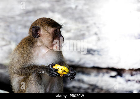 Monkey eats exotic fruit.Monkey beach,Thailand Stock Photo