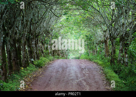 trees forming canopy of green over dirt road to tortoise preserve Stock Photo