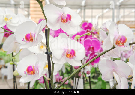 Beautiful orchids on sale in store Stock Photo