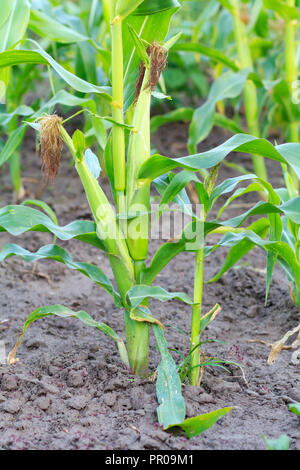 Close up unripe corn cobs. Stalks of tall green unripe corn with a ...