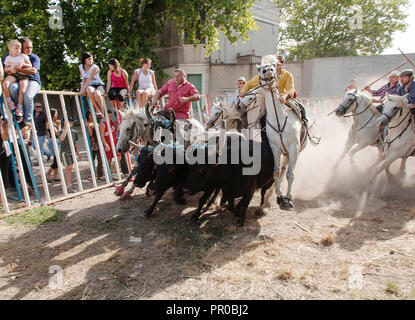 Saint Gilles ,Camargue-France 2016 Traditional festival every year on August, the horsemen conduct the bulls to the river to cross it. Stock Photo