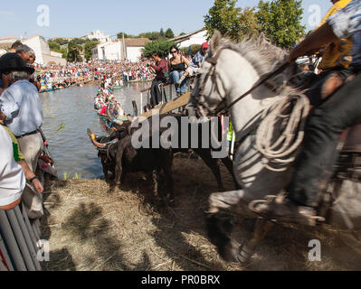 Saint Gilles ,Camargue-France 2016 Traditional festival every year on August, the horsemen conduct the Bulls to the river to cross it. Stock Photo