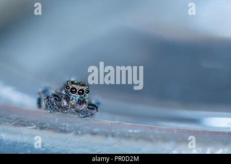 Cute jumping spider sitting on glass surface - close up with copy space Stock Photo