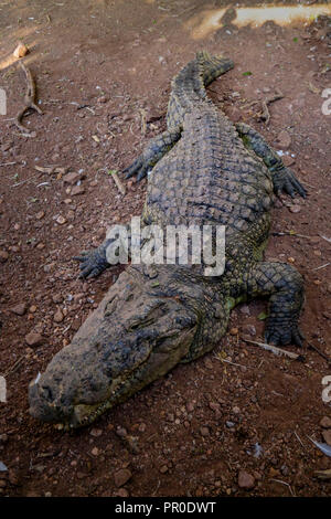 Nile Crocodile in Botswana Stock Photo