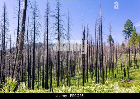 A forest fire destroys an area of forest in Yosemite Valley in the Yosemite National Park, UNESCO, California, United States of America Stock Photo