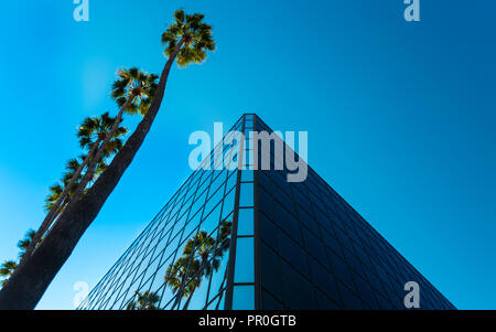 Palm trees and glass building, worm's-eye view, Hollywood, Los Angeles, California, United States of America, North America Stock Photo