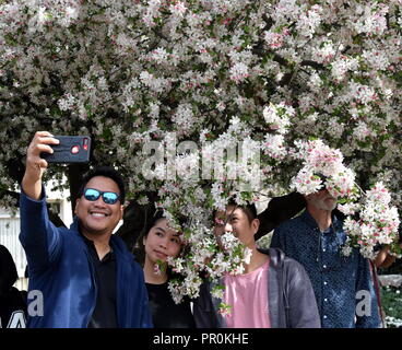 Bowral, Australia - Sept 22, 2018. People enjoy cherry blossoms and taking selfie. Blooming cherry blossom tree in Corbett Gardens, a botanical garden Stock Photo