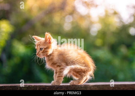 Red little kitten in the morning light. Green blurry background with bokeh Stock Photo