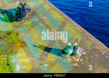 Two pigeons by the river Liffey caught in the reflection of a multicolour glass window, Dublin Ireland Stock Photo
