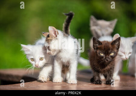 Many small kittens  on blurred green background Stock Photo