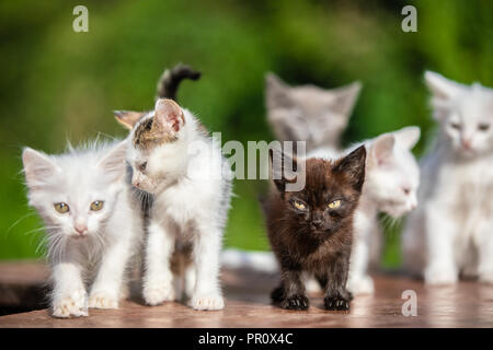 Many small kittens  on blurred green background Stock Photo