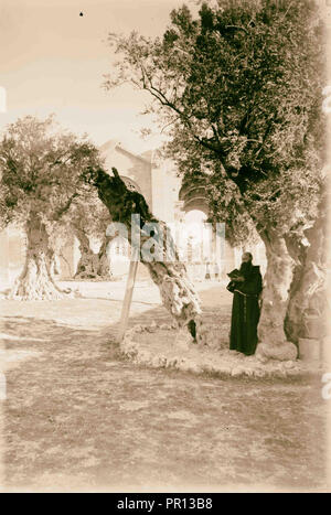 Mount of Olives, Bethany, Garden of Gethsemane, new view. 1900, Jerusalem, Israel Stock Photo