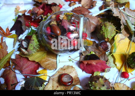 bright colors of autumn foliage with flowers and chestnuts, berry acorns for decoration on holiday Stock Photo