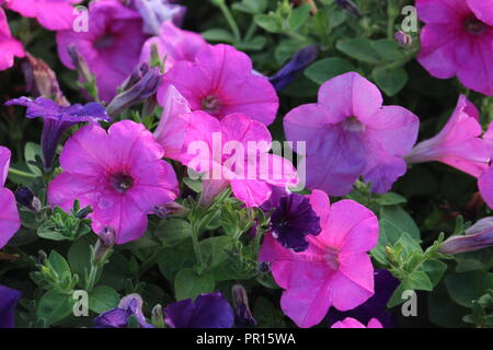 Calibrachoa or ‘Million Bells’ trailing Petunia Stock Photo - Alamy