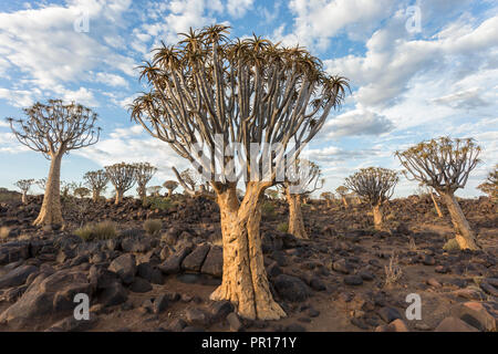 Quiver trees (kokerboom) (Aloidendron dichotomum) (formerly Aloe dichotoma), Quiver Tree Forest, Keetmanshoop, Namibia, Africa Stock Photo