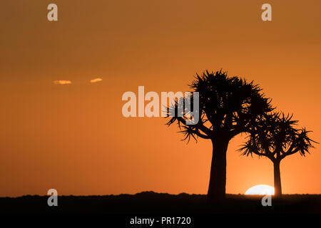 Quiver trees at sunset (kokerboom) (Aloidendron dichotomum) (formerly Aloe dichotoma), Quiver Tree Forest, Keetmanshoop, Namibia, Africa Stock Photo