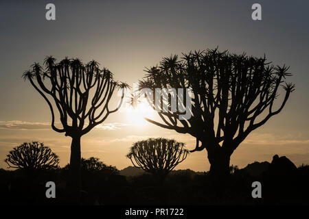Quiver trees at sunrise (kokerboom) (Aloidendron dichotomum) (formerly Aloe dichotoma), Quiver Tree Forest, Keetmanshoop, Namibia, Africa Stock Photo