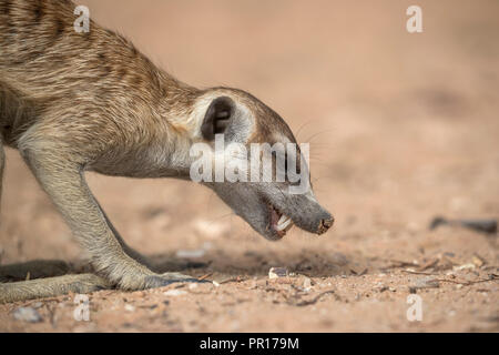 Meerkat (Suricata suricatta) foraging, Kgalagadi Transfrontier Park, South Africa, Africa Stock Photo