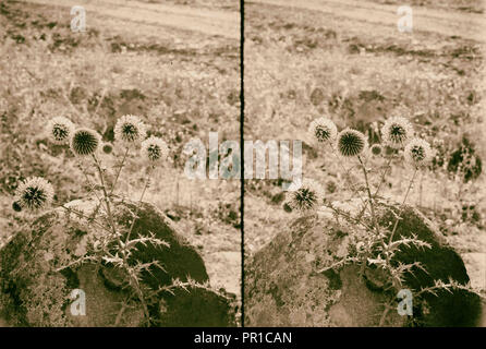 Wild flowers of Palestine. Globe-thistle, large. (E. sphaerocephalus L.). 1900 Stock Photo