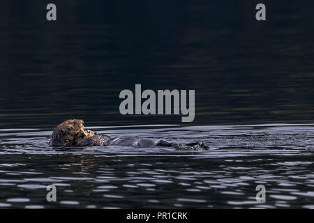 Sea otter (Enhydra lutris) mom cuddling and holding her baby in her arms, off Vancouver Island, First Nations Territory, British Columbia, Canada. Stock Photo