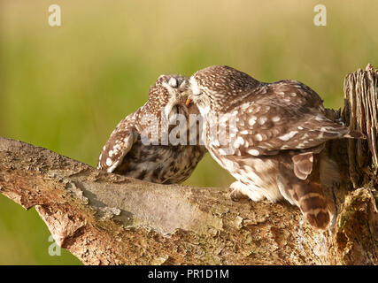 Male Little Owl, Athene noctua feeding his female partner, part of their courtship, East Yorkshire. A pair of Little Owls. Stock Photo