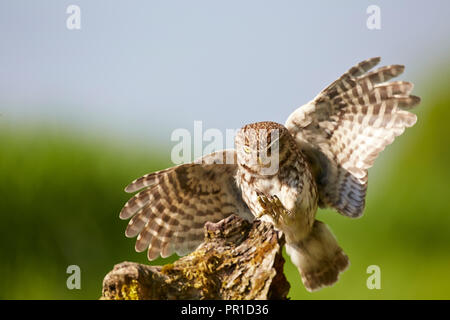 Little Owl, Athene noctua, landing on a perch, East Yorkshire, UK Stock Photo