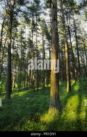 Evergreen coniferous pine forest. Pinewood with Scots or Scotch pine Pinus sylvestris trees growing in Pomerania, Poland. Stock Photo