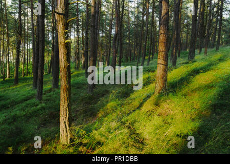 Evergreen coniferous pine forest. Pinewood with Scots or Scotch pine Pinus sylvestris trees growing in Pomerania, Poland. Stock Photo