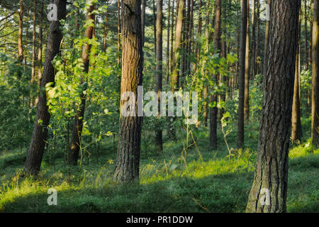 Evergreen coniferous pine forest. Pinewood with Scots or Scotch pine Pinus sylvestris trees growing in Pomerania, Poland. Stock Photo