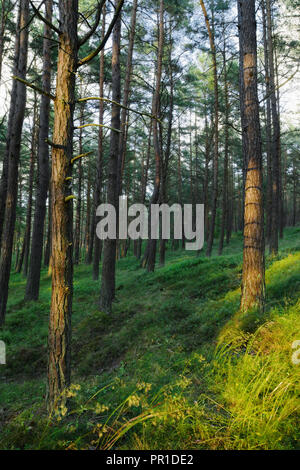 Evergreen coniferous pine forest. Pinewood with Scots or Scotch pine Pinus sylvestris trees growing in Pomerania, Poland. Stock Photo