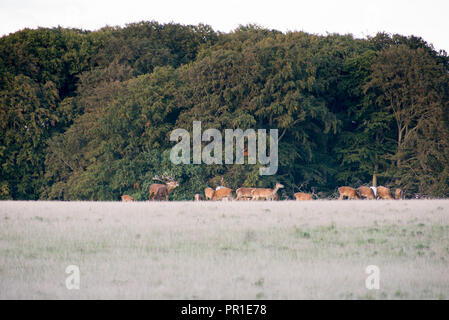 Red deer, Cervus elaphus, males fighting in rutting season in Denmark Stock Photo