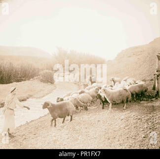 23rd Psalm, sheep 1898, Middle East, Israel and/or Palestine Stock Photo