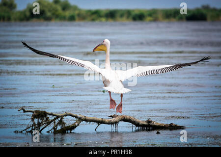 Pelican lands on a tree in water Stock Photo