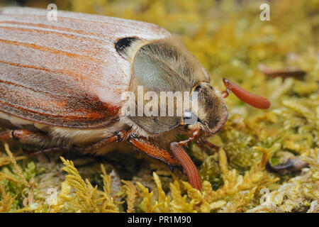 Close up of a common Cockchafer (Melolontha melolontha) on moss. Tipperary, Ireland Stock Photo