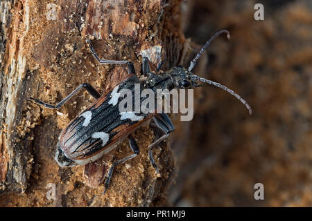 Two-banded Longhorn Beetle (Rhagium bifasciatum) hibernating in rotten tree trunk. Tipperary, Ireland Stock Photo