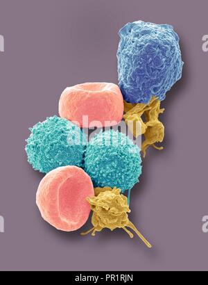 Blood cells. Coloured scanning electron micrograph (SEM) of human red blood cells (erythrocytes, red), white blood cells (leukocytes, blue and cyan), and platelets (thrombocytes, yellow). The disc-shaped, biconcave erythrocytes transport oxygen to the body's cells and remove carbon dioxide to the lungs. Leukocytes are part of the immune system, defending the body against infection by ingesting pathogens by phagocytosis or by producing antibodies. Magnification: x5000 when printed 10 centimetres high. Stock Photo