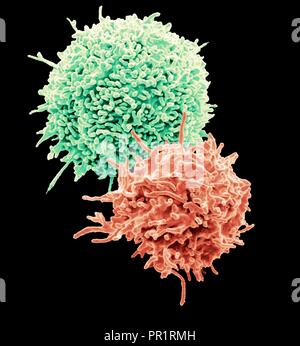 Resting T lymphocytes. Coloured scanning electron micrograph (SEM) of resting T lymphocytes from a human blood sample. T lymphocytes, or T cells, are a type of white blood cell and components of the body's immune system. They mature in the thymus. T lymphocytes recognise a specific site on the surface of pathogens or foreign objects (antigens), bind to it, and become activated to produce antibodies or cells to eliminate that antigen. Specimen courtesy of Professor Greg Towers, University College London, UK. Magnification: x7000 when printed at 10 centimetres wide. Stock Photo
