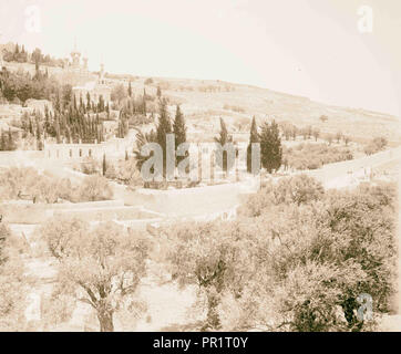 Garden of Gethsemane, general view. 1898, Jerusalem, Israel Stock Photo