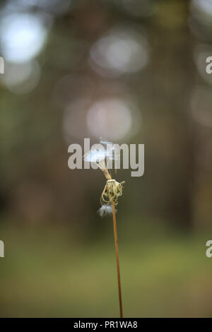 A single white dandelion with a few seeds, on a blurry and bright background Stock Photo