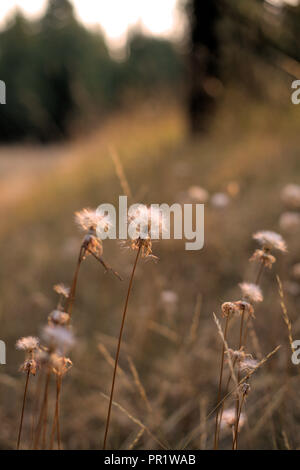 A group of white dandelions in seed, in the warm background of a forest path Stock Photo