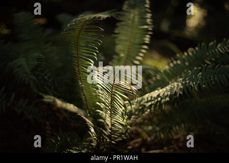 A green and softly illuminated fern plant on the forest ground, in the morning light, on a dark and black background Stock Photo