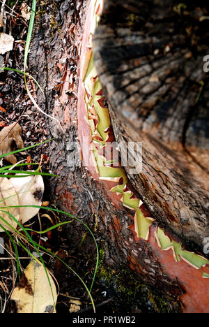 The green and red bark peeling from a Pacific Madrone tree (or Arbutus menziesii) found on the path in Lithia Park, Ashland, Oregon Stock Photo