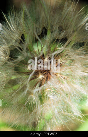 A closeup of a white dandelion in seeds, on a green and brown background Stock Photo