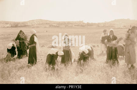 Harvesting and threshing floor scenes in the story of Ruth & Boaz 1925 Stock Photo