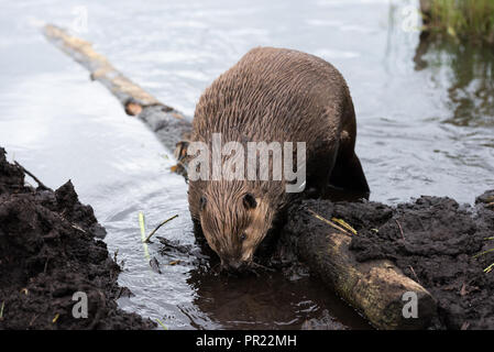 a large beaver climbing over a log to fix its beaver dam Stock Photo