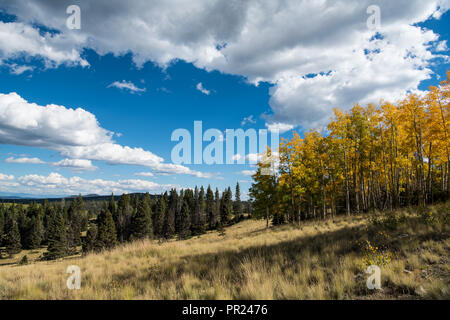 Autumn scene of an aspen grove with foliage turning golden yellow and a grassy meadow under a brilliant blue sky with puffy white clouds Stock Photo