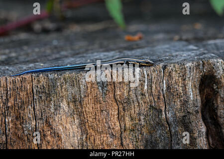 Juvenile five-lined skink on tree stump. It is a species of lizard endemic to North America and one of the most common lizards in the eastern U.S. Stock Photo