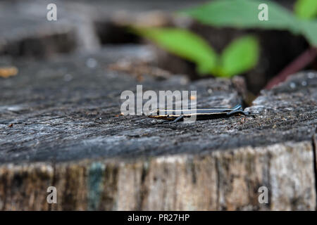 Juvenile five-lined skink on tree stump. It is a species of lizard endemic to North America and one of the most common lizards in the eastern U.S. Stock Photo